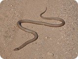 Big Red to Birdsville by SA border diversion (15)