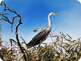 Birds at Birdsville (13)