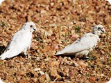 Birds at Birdsville (3)