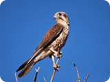 Black Kite (3)