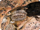 Broome chiton Cable Beach