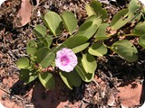 Broome Goats foot convolvulus