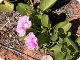 Broome Goats foot convolvulus 2