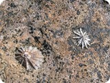 Broome limpets Cable Beach