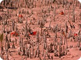 Fiddler crabs Broome 03027