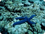 Blue seastar