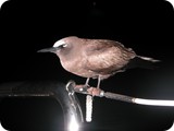 Common Noddy Tern visits